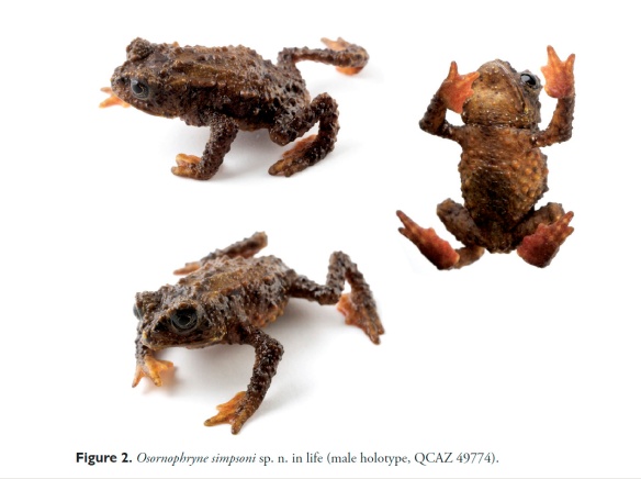 Osornophryne simpsoni. Figure 2 of "A new species of Andean toad (Bufonidae, Osornophryne) discovered using molecular and morphological data, with a taxonomic key for the genus." Diego J. Páez-Moscoso, Juan M. Guayasamin, Mario Yánez-Muñoz, ZooKeys 108: 73–97 (2011). 