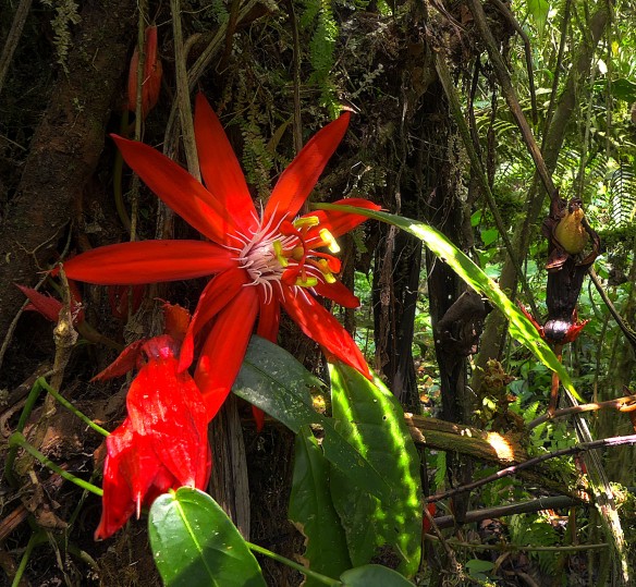 Passionflower in the forest understory. Photo" Lou Jost/EcoMinga.