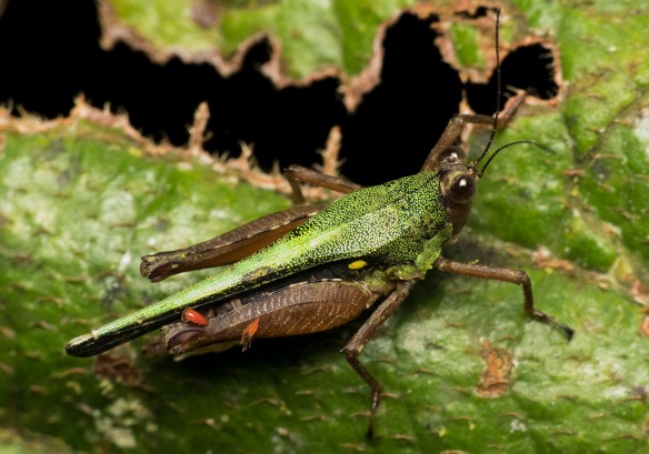 Mites (one healthy, one dead) on a grasshopper's leg in the Rio Anzu. Photo: Lou Jost/EcoMinga.