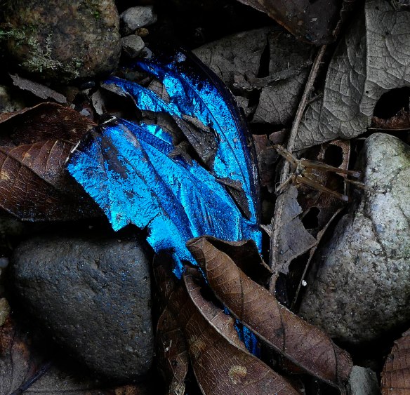 I found this glowing wing of a Morpho butterfly on the entrance trail. Probably it was eaten by a jacamar , a bird with a long tweezer-like beak. These catch butterflies and beat their bodies against a stick until the wings come off. Lou Jost/EcoMinga.