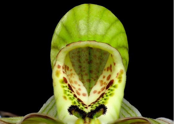 Top view of the "slipper" or lip of the ladyslipper orchid Phragmipedium pearcei. Lou Jost/EcoMinga.