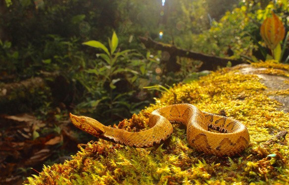 The pit viper Bothrocophias micropthalmus, an uncommon snake restricted to the Amazonian foothills of the eastern Andes. This one was found near the Rio Anzu. Photo: Alex Bentley.