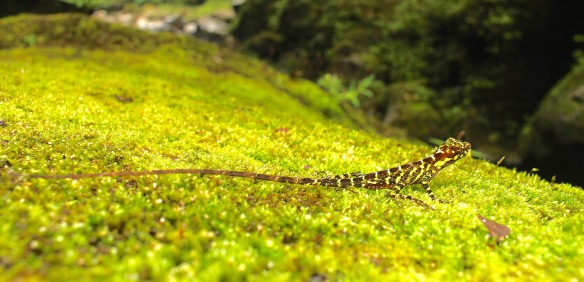 Lizard near Rio Anzu. Photo: Alex Bentley.